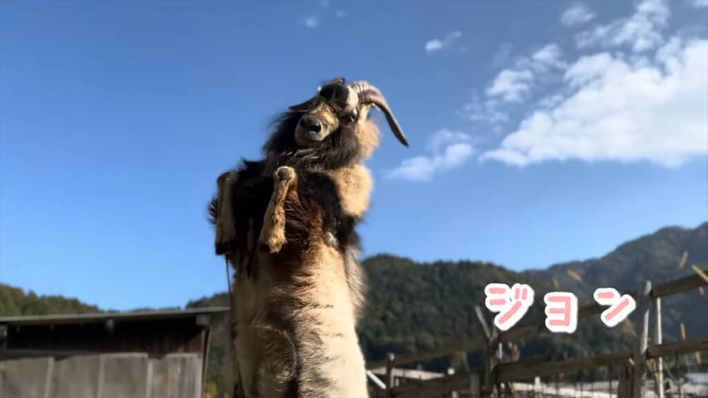 YouTubeチャンネル「くまの里山日記」のくまさんのヤギ・ジョンくん