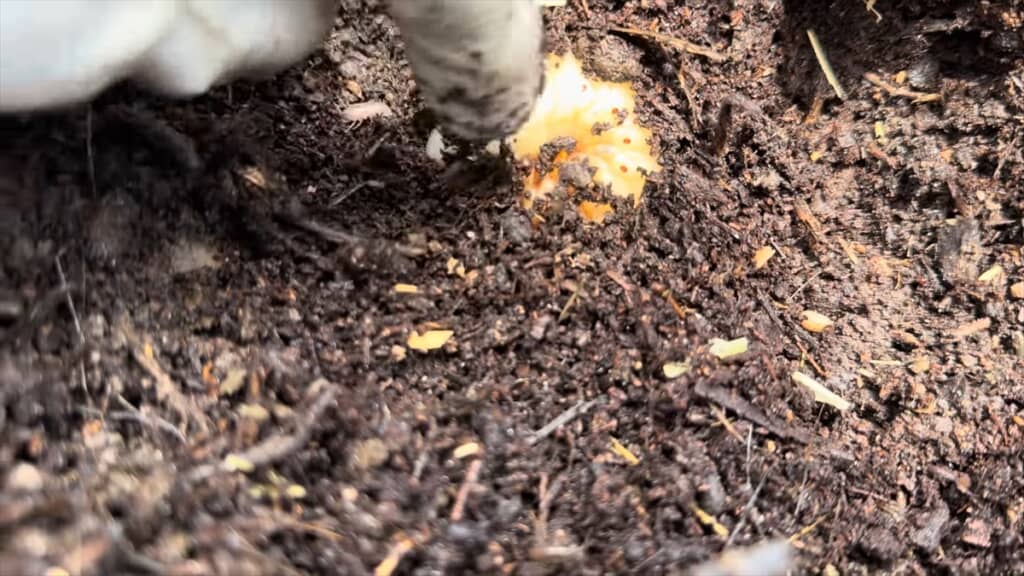 ヤギの堆肥から出てきたカブトムシの幼虫