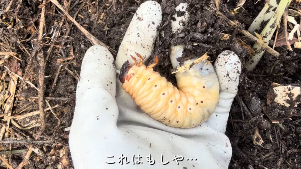ヤギの堆肥から出てきたカブトムシの幼虫
