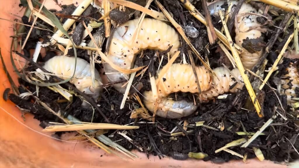 ヤギの堆肥から出てきたカブトムシの幼虫