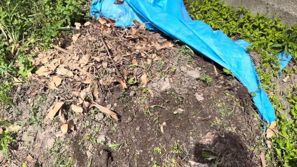 ヤギの堆肥から出てきたカブトムシの幼虫