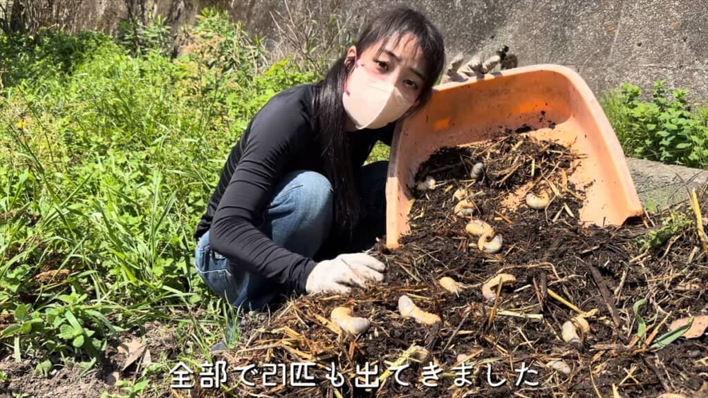 ヤギの堆肥から出てきたカブトムシの幼虫