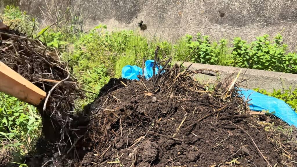 ヤギの堆肥から出てきたカブトムシの幼虫