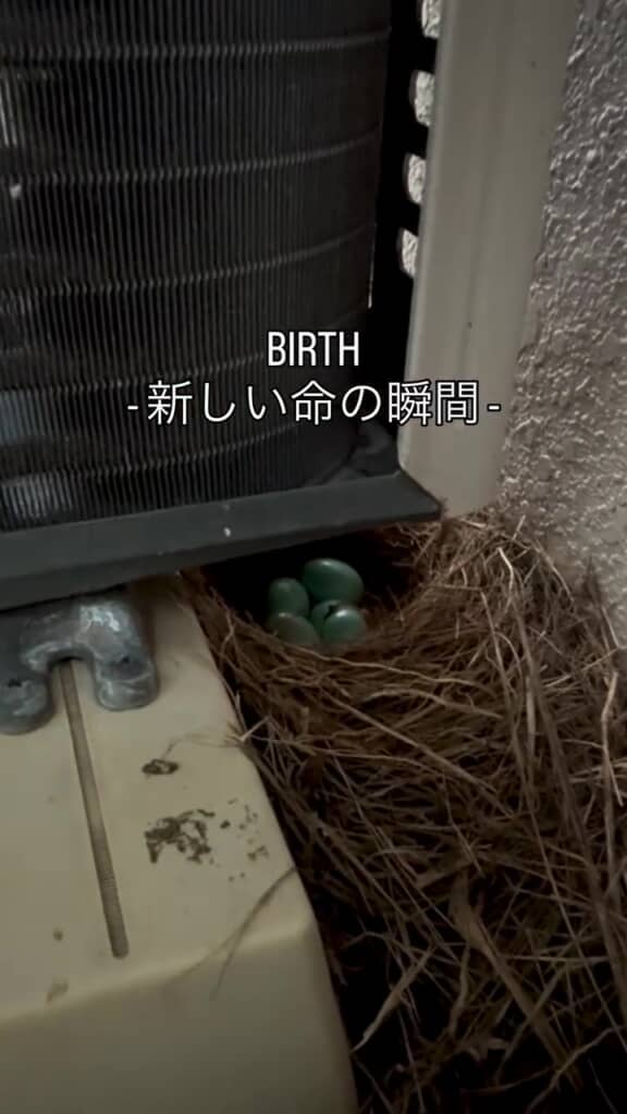 立派な巣に包まれた卵