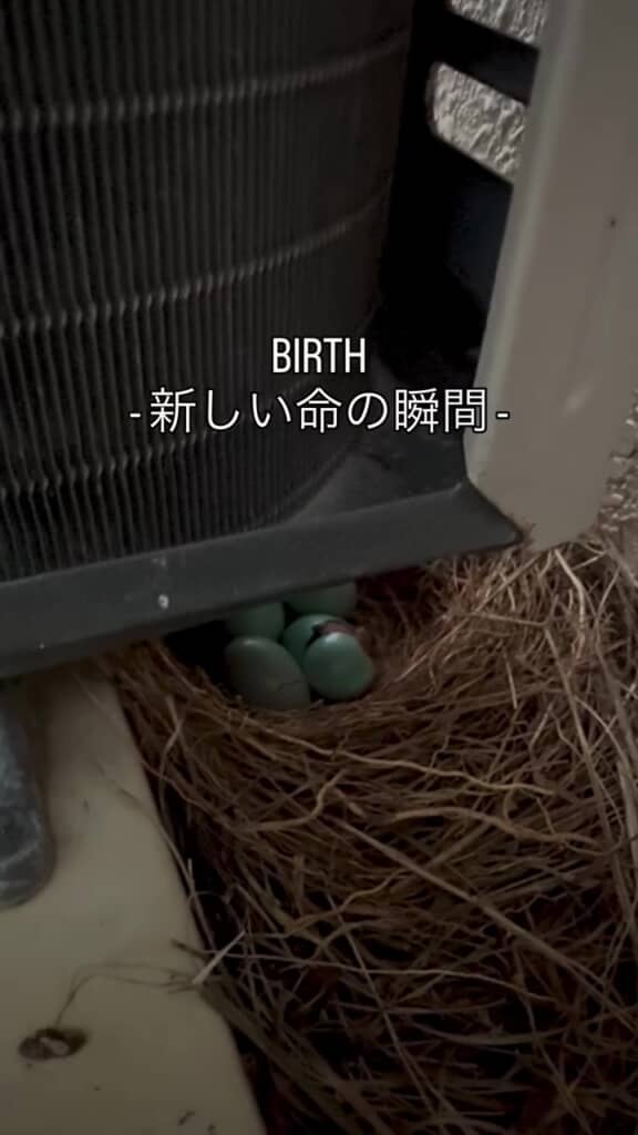あれ？　カラが……