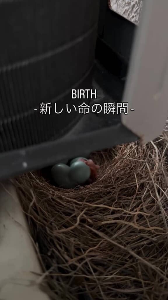 新しい命
