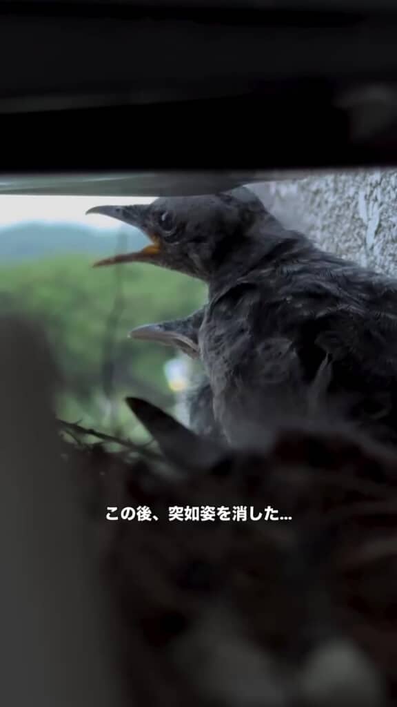 ある日、ヒナたちが消えた……
