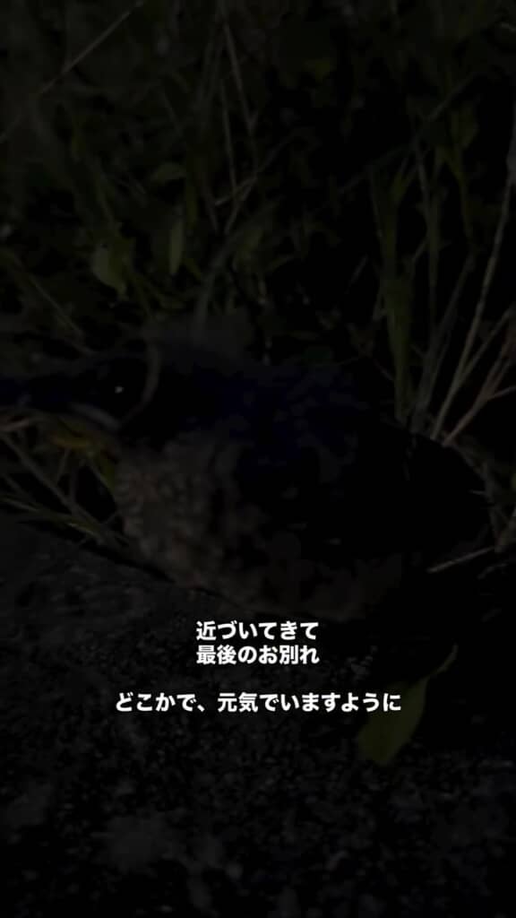 またベランダで会えるといいな