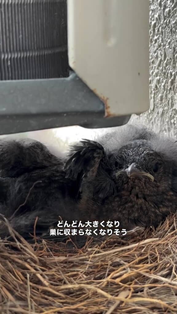 ぎゅうぎゅう状態