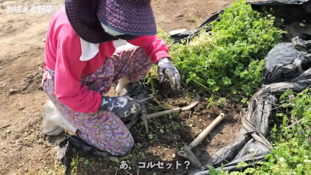 コルセットを装着して作業に取り組む