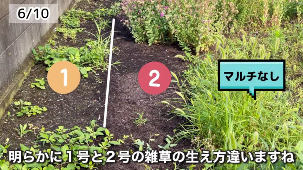 最初に段ボールを敷いた方（画像左の「1」の列）にはいくつか雑草がみられるものの、簡単に抜けるものが多かったようです