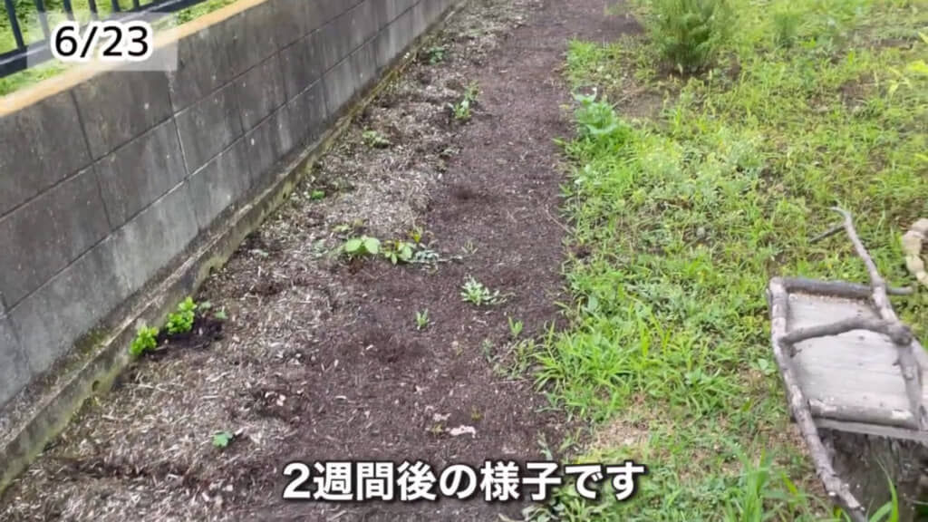 ここまできれいになったところで次のチャレンジへ