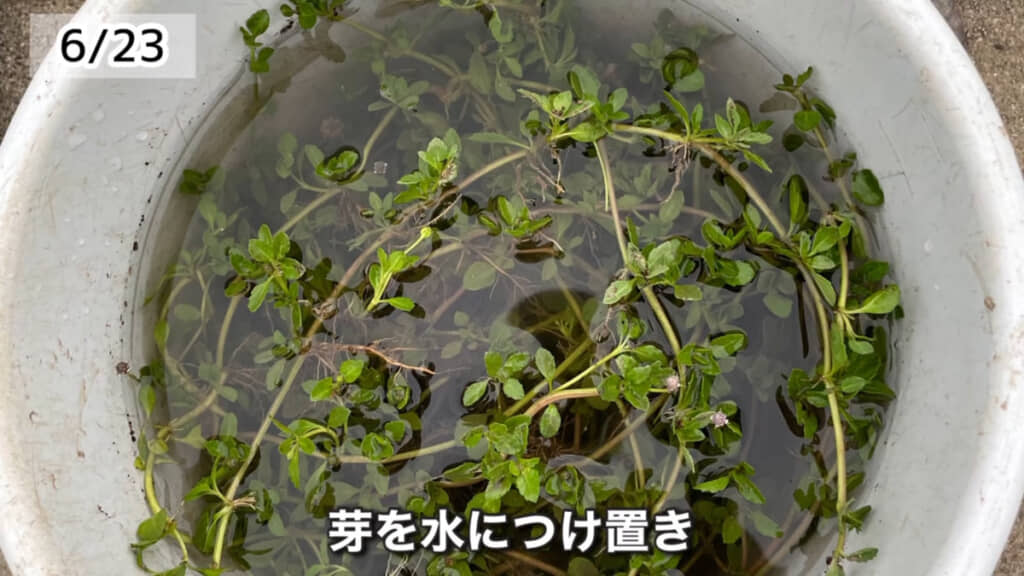 自宅の庭で育てているクラピアを刈り込んだものを再利用