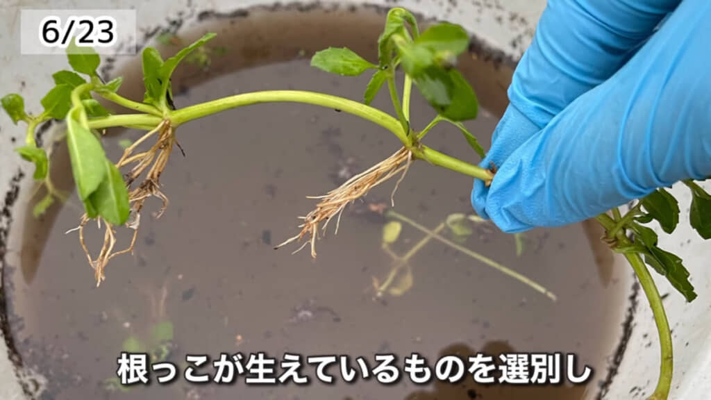 根っこがあるクラピアの茎葉を選別しました