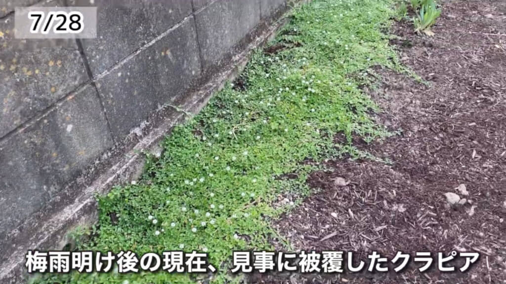 約1カ月でしっかり根付いて被覆したクラピア（アフター）