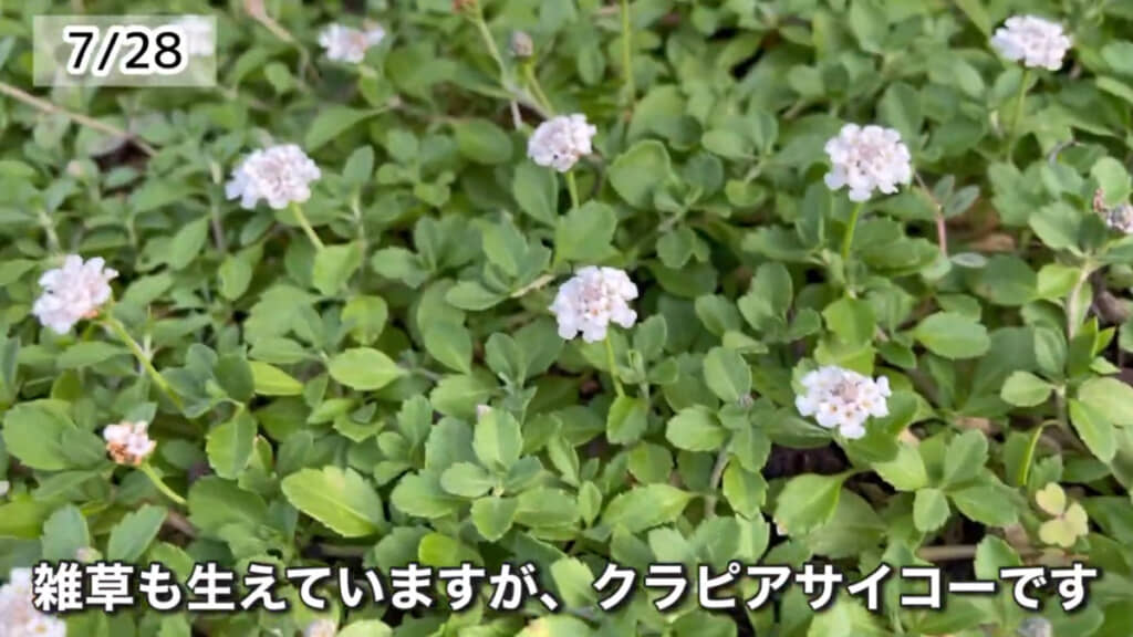 花も咲いていてきれいな花壇になりました