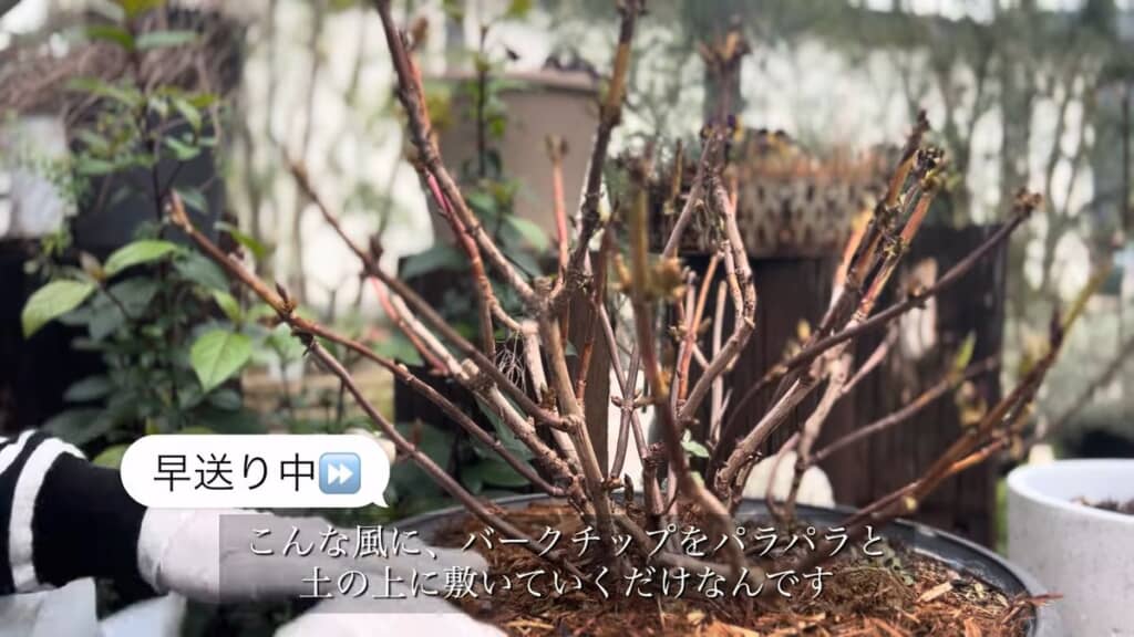 鉢植えの植物の株元にバークチップを敷く