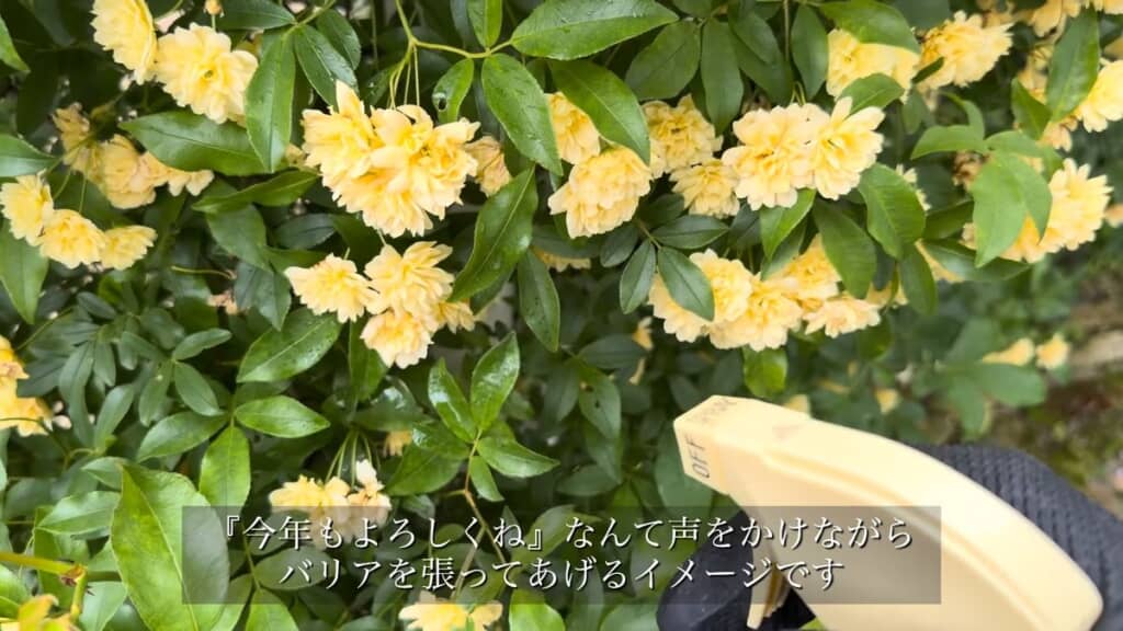 市販のスプレータイプの予防薬を植物にかける
