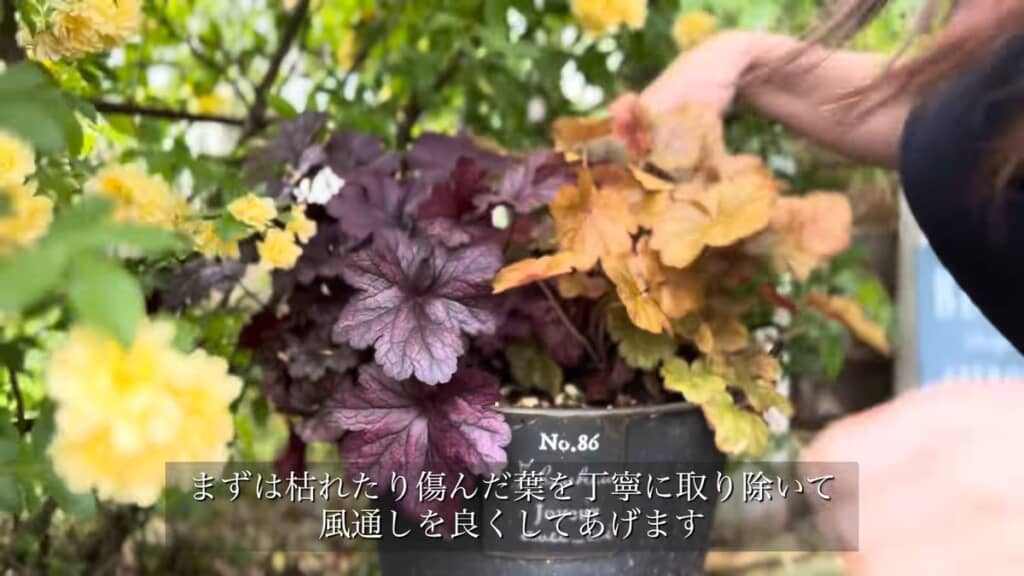 鉢植えの植物から枯れ葉を取り除く