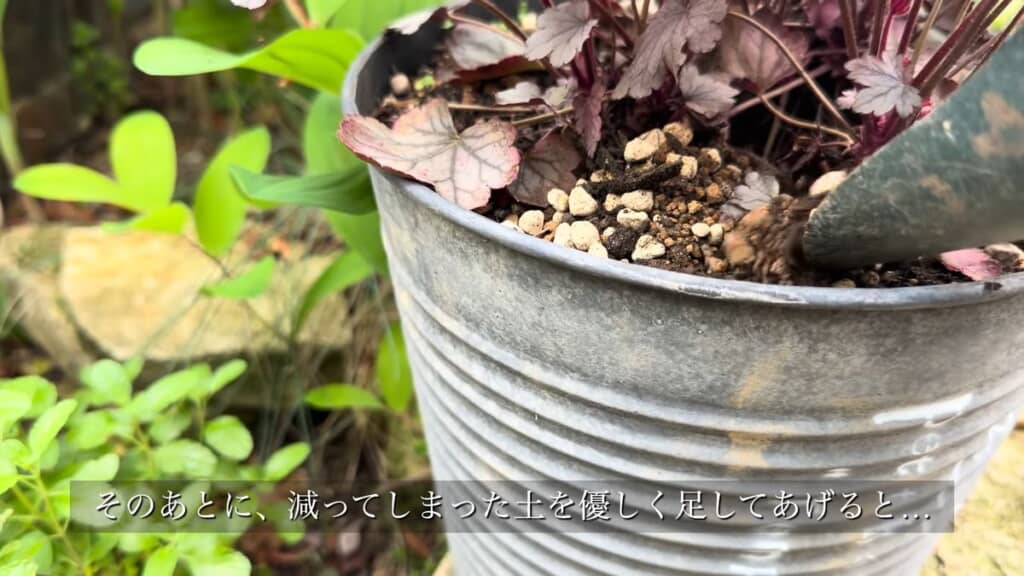 鉢植えの植物の株元に土を追加