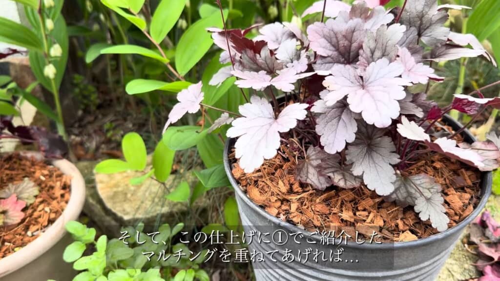 増し土の後にマルチングを施した鉢植え