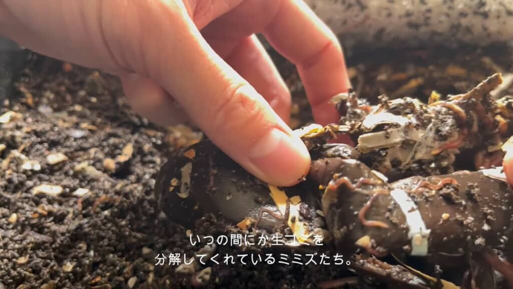生ゴミの周囲にいるミミズ