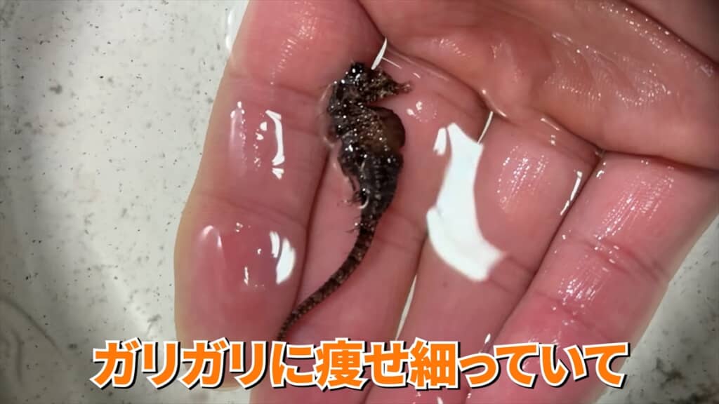ガリガリに痩せていたタツノオトシゴの飼育動画
