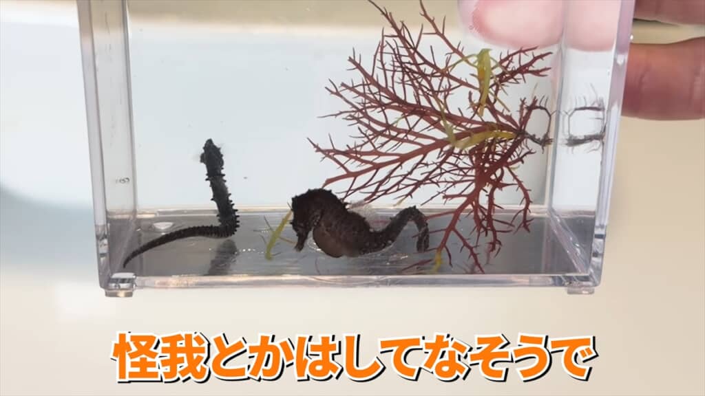 ガリガリに痩せていたタツノオトシゴの飼育動画
