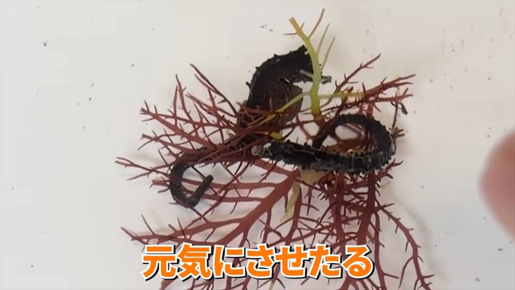 ガリガリに痩せていたタツノオトシゴの飼育動画