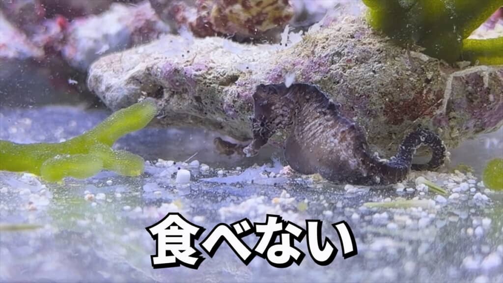 ガリガリに痩せていたタツノオトシゴの飼育動画