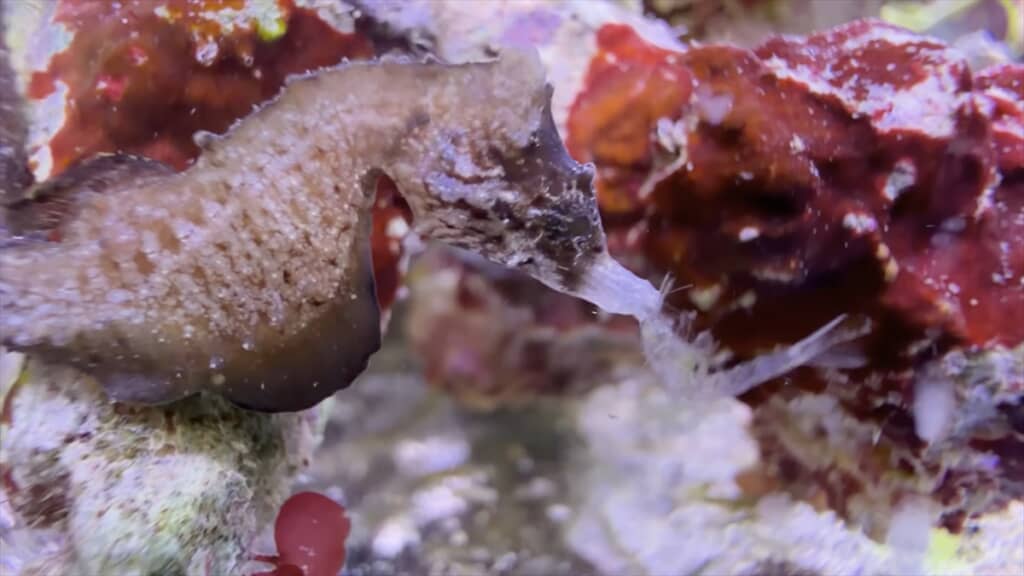 ガリガリに痩せていたタツノオトシゴの飼育動画