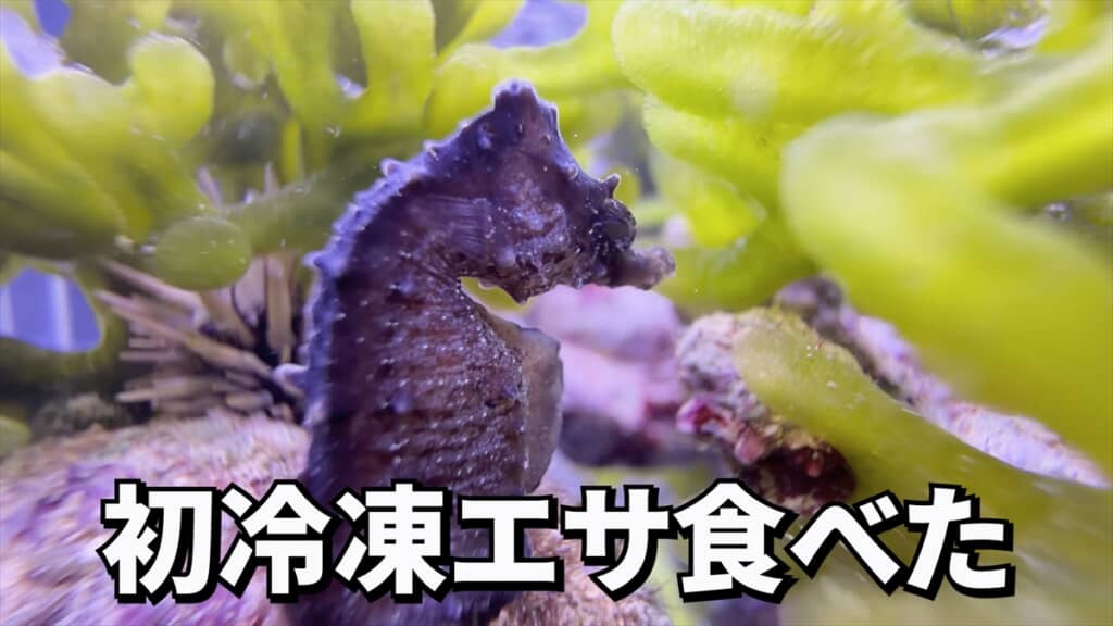 ガリガリに痩せていたタツノオトシゴの飼育動画