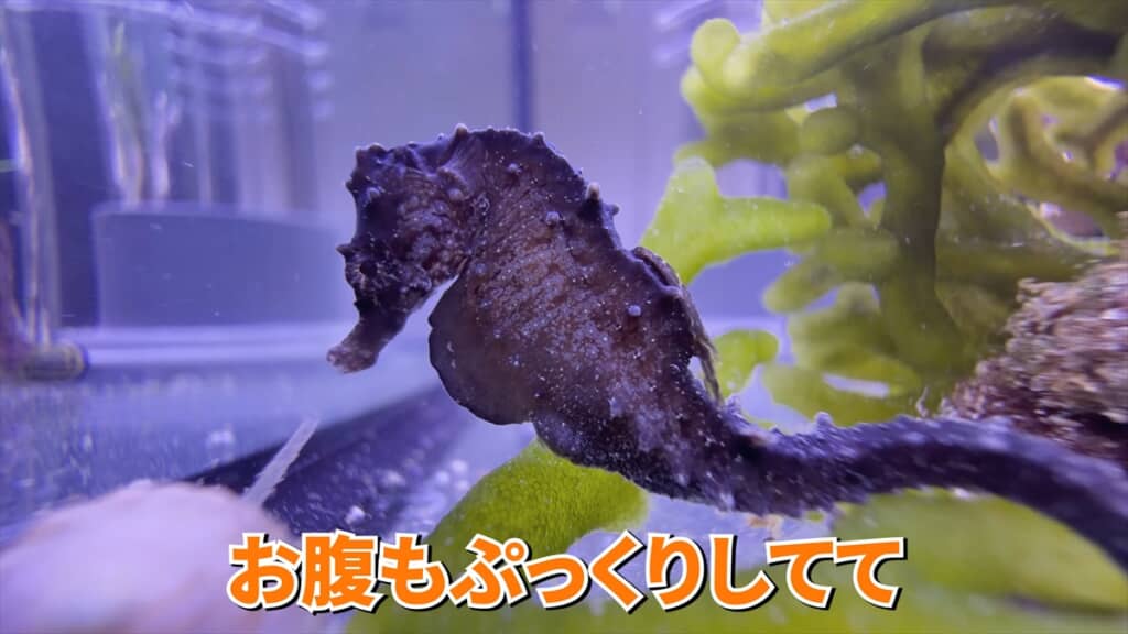 ガリガリに痩せていたタツノオトシゴの飼育動画
