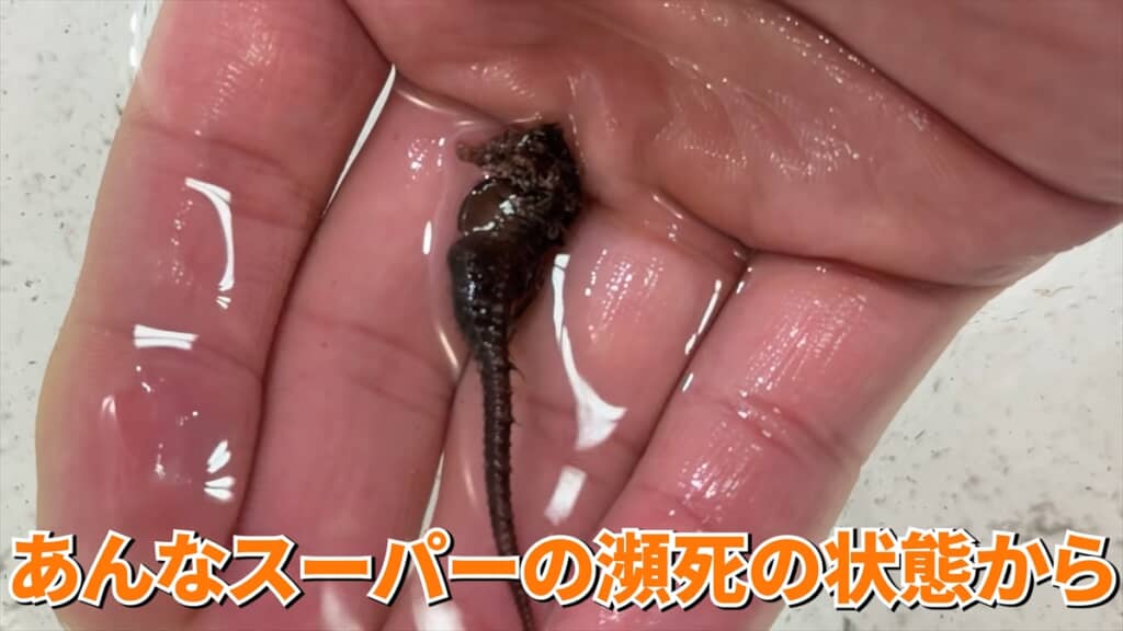 ガリガリに痩せていたタツノオトシゴの飼育動画