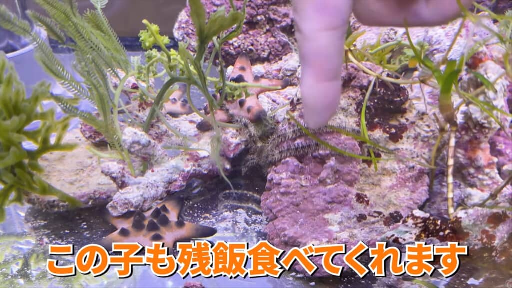 ガリガリに痩せていたタツノオトシゴの飼育動画