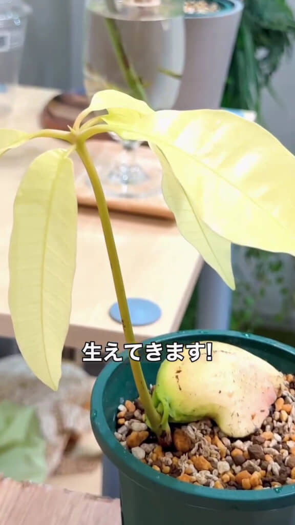 立派な葉がついた！