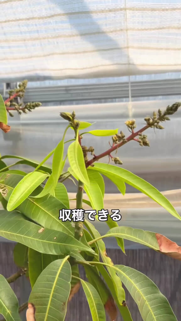 収穫も夢じゃない