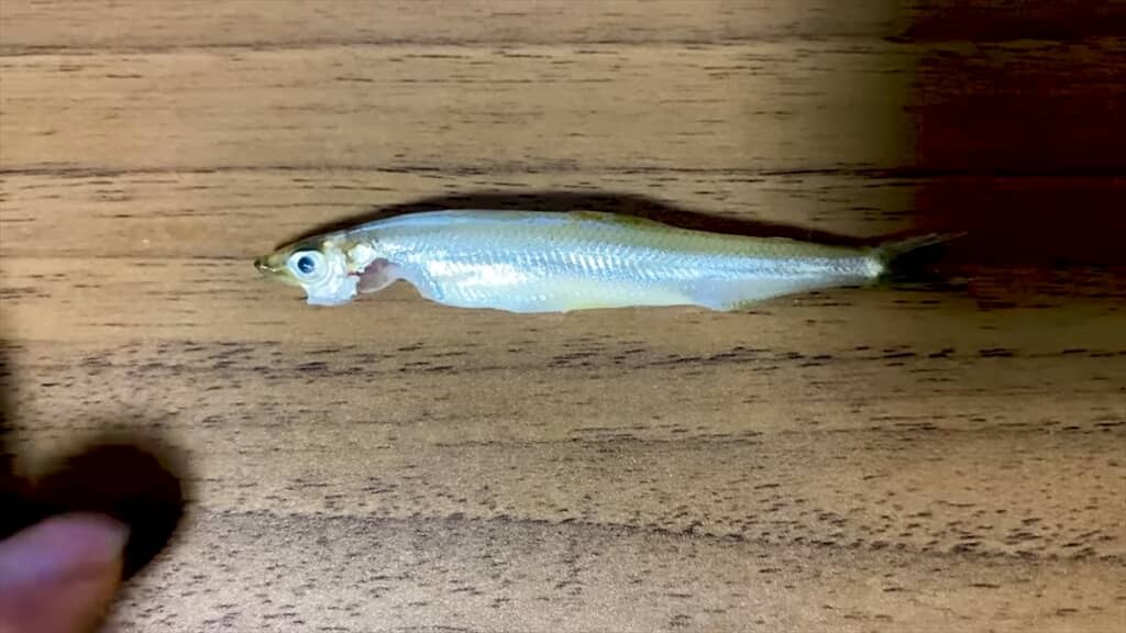ミナミヌマエビでいっぱいのビオトープにワカサギを入れる実験
