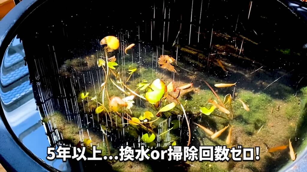 ミナミヌマエビでいっぱいのビオトープにワカサギを入れる実験