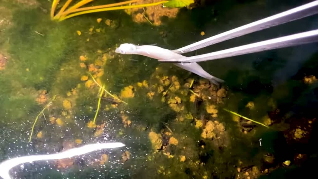 ミナミヌマエビでいっぱいのビオトープにワカサギを入れる実験