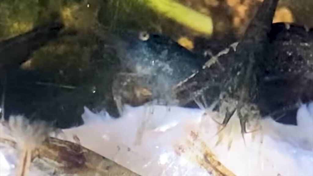 ミナミヌマエビでいっぱいのビオトープにワカサギを入れる実験