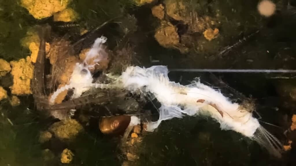 ミナミヌマエビでいっぱいのビオトープにワカサギを入れる実験