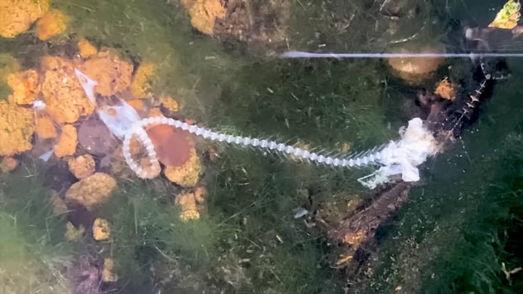 ミナミヌマエビでいっぱいのビオトープにワカサギを入れる実験
