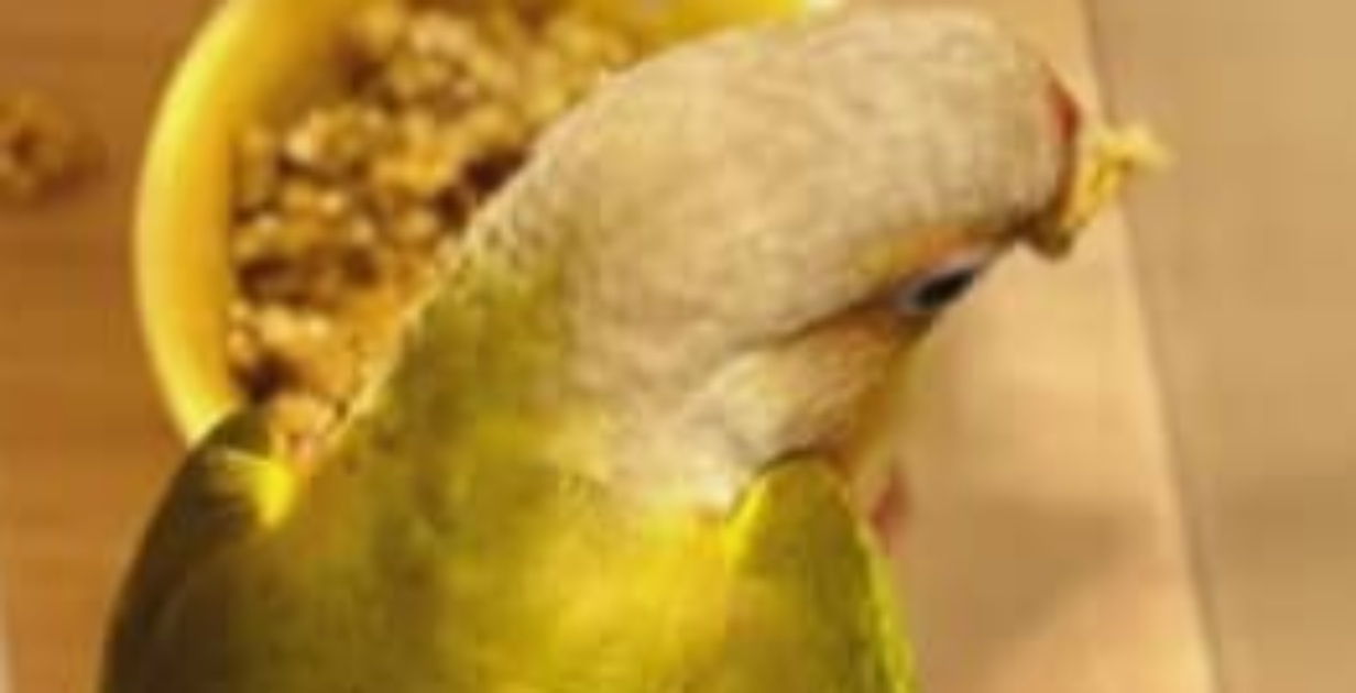 ごはんを散らかすインコ→悩んだ夫の“斜め上を行く対策”に妻びっくり「天才です!!」「大爆笑しちゃいました」（1/3） | 小動物 ねとらぼ