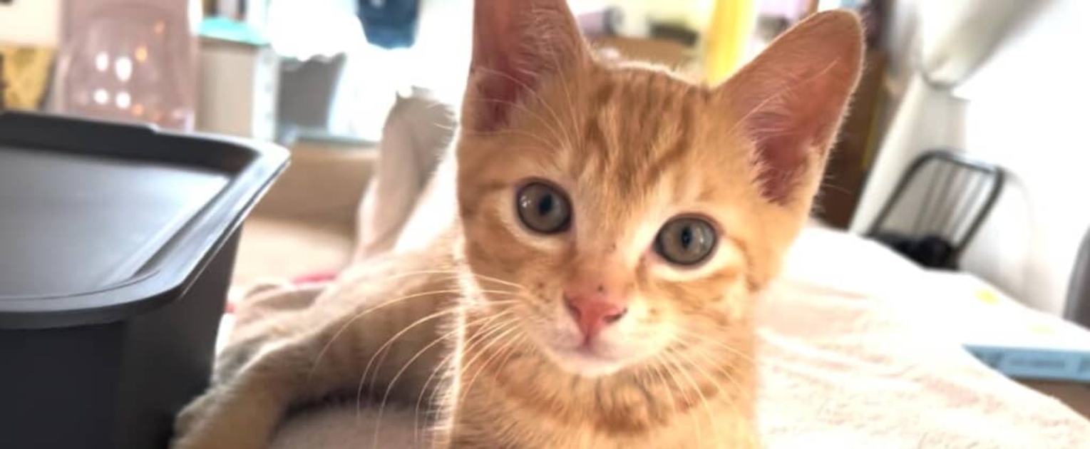 里親が見つからない子猫をお迎え→3年後「わかる気がします」 驚きの