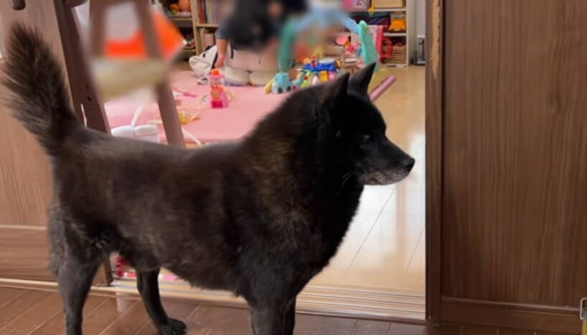1歳娘が大好きな10歳ワンコ、チャイムが鳴ると……　「凄いことですよね？！」両親“驚きの光景”に「優秀な番犬ですね」（1/3） | 育児 ねとらぼ