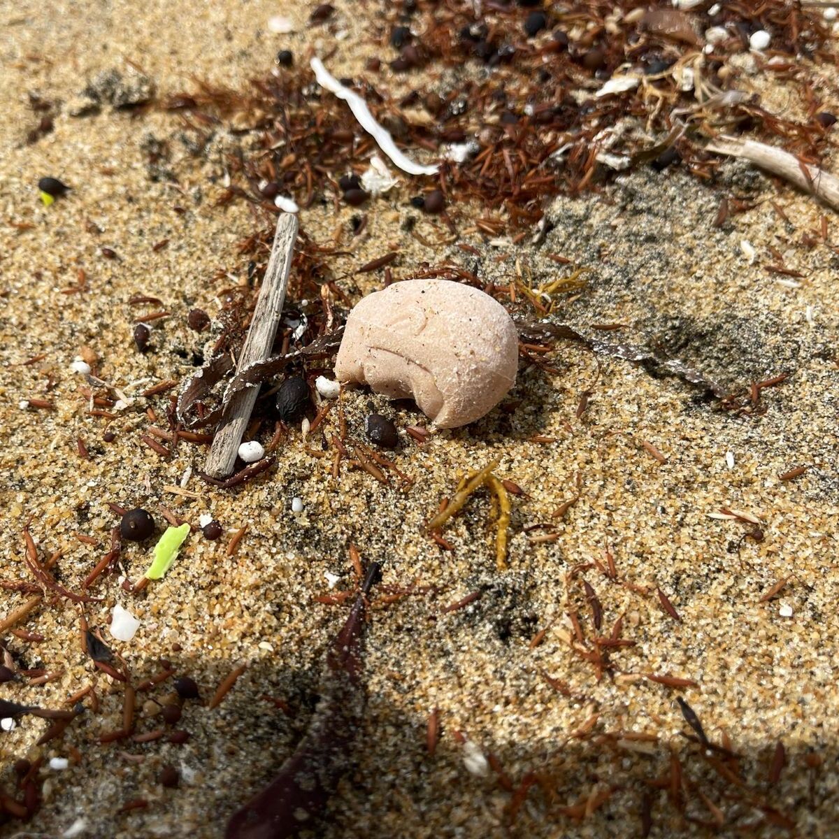 海岸に転がっていた石→「なんか顔っぽいな」と拾ったら……　衝撃の正体に「奇跡ですね」「本当に地球か？」と523万表示 | ライフスタイル ねとらぼ