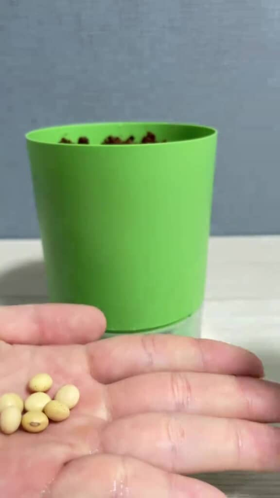 全部で7粒の種