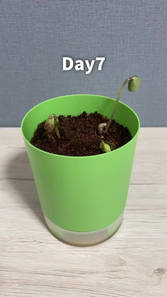 7日目、小さな芽が！