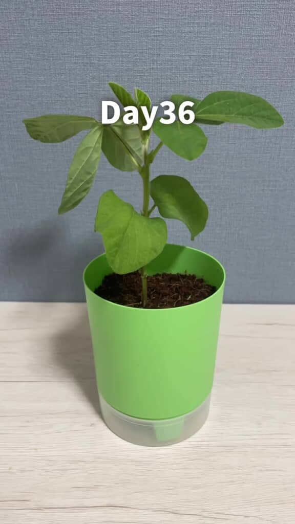 36日目、立派に成長！